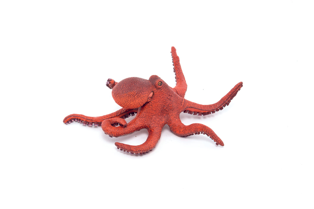 Meereswelt: Kleiner Oktopus (56060)