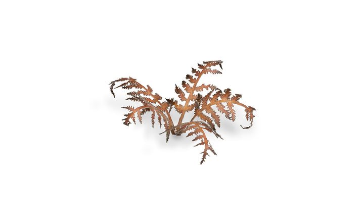 Laser Plants : Dry Bracken