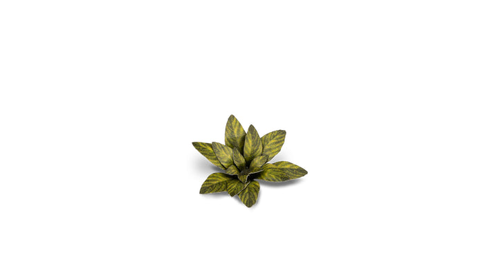 Laser Plants : Dumb Cane