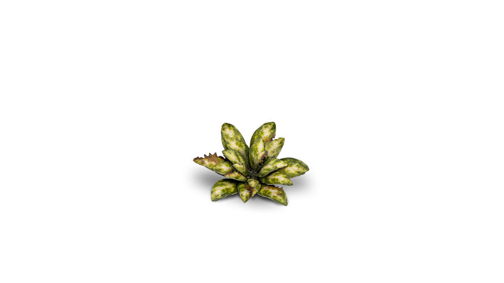 Laser Plants : Dumb Cane