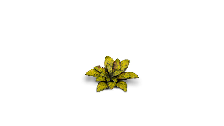Laser Plants : Dumb Cane