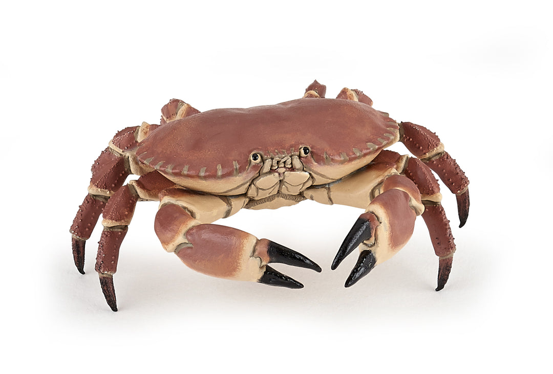 Meereswelt: Krabbe ca.  8x7.5x2.5 cm (56047)