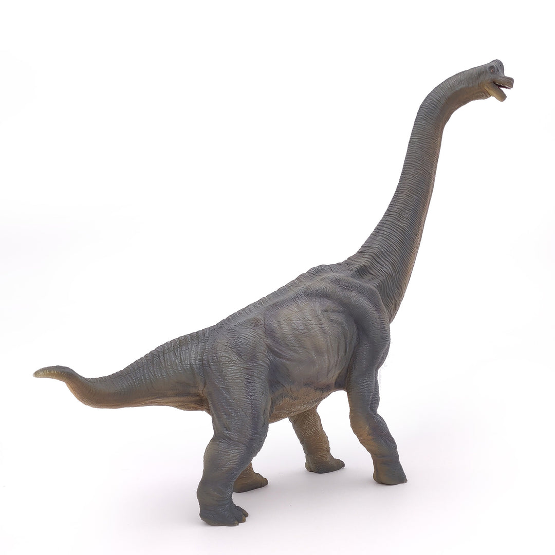 Dinosaurier: Brachiosaurus 36 cm (55030)