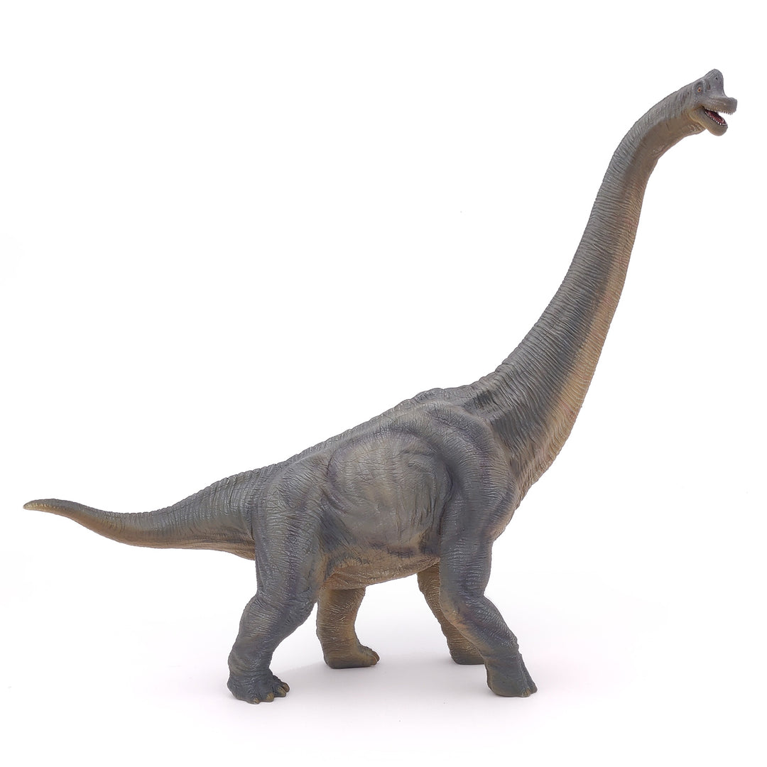 Dinosaurier: Brachiosaurus 36 cm (55030)