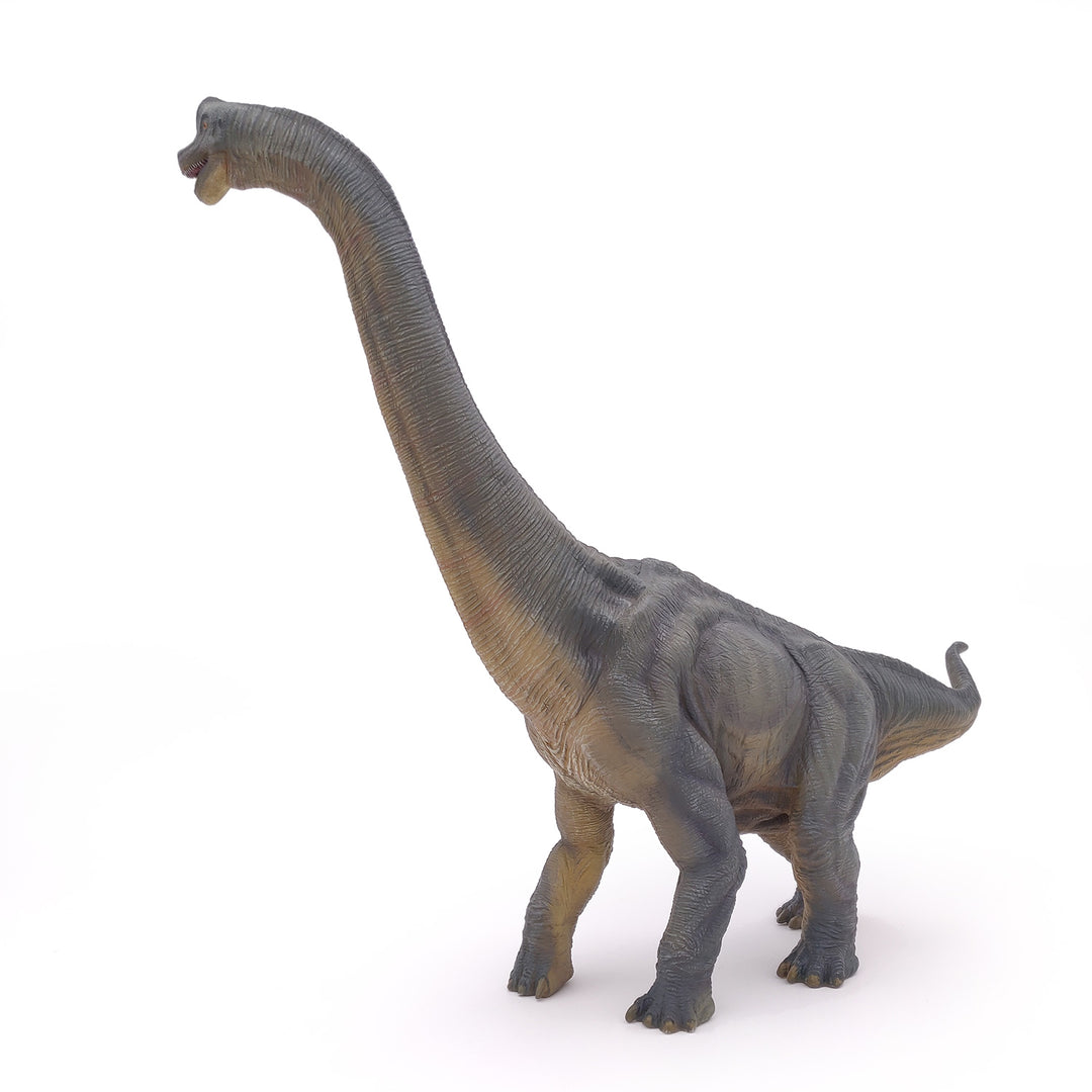 Dinosaurier: Brachiosaurus 36 cm (55030)