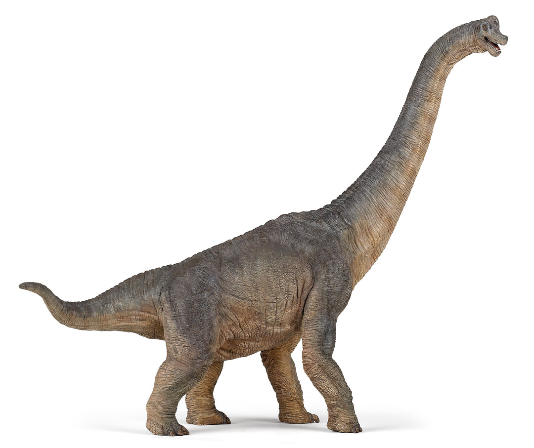 Dinosaurier: Brachiosaurus 36 cm (55030)